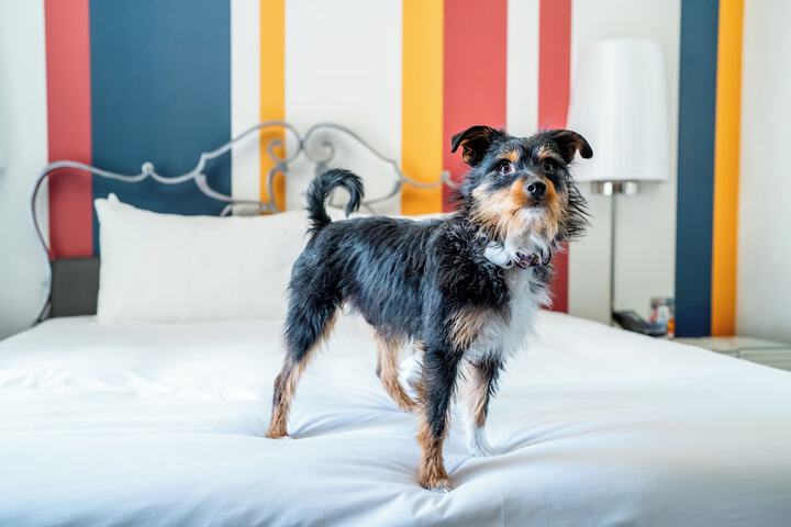Pet-friendly