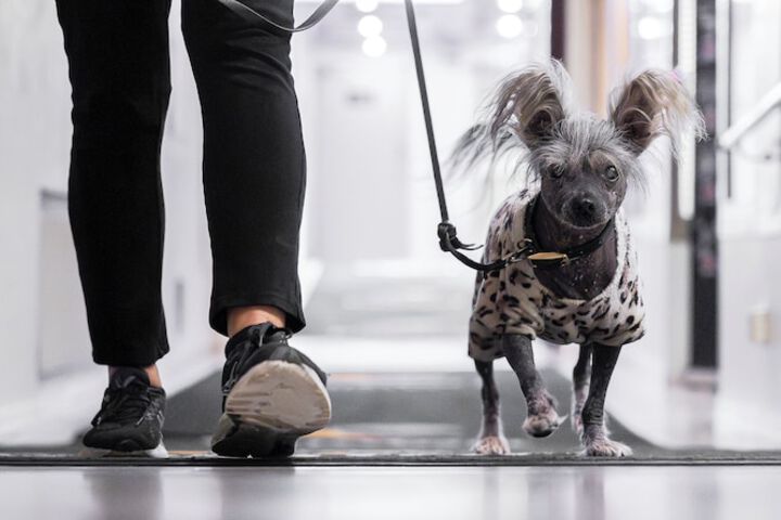 Pet Friendly 63 of 95