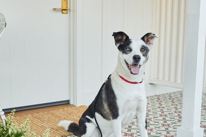 Pet Friendly 17 of 29