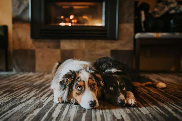 Pet Friendly 83 of 136
