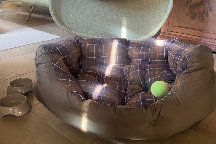 Pet Friendly 62 of 75