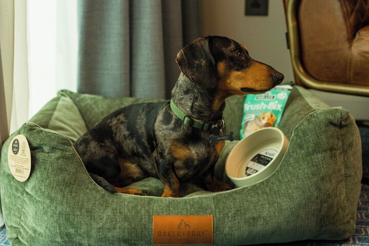 Pet-friendly