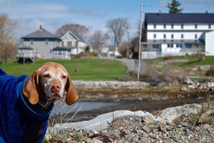 Pet Friendly 72 of 106
