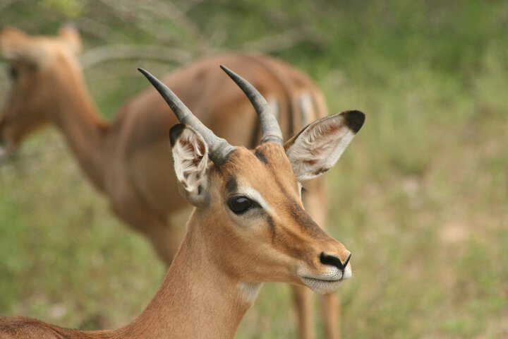 Safari