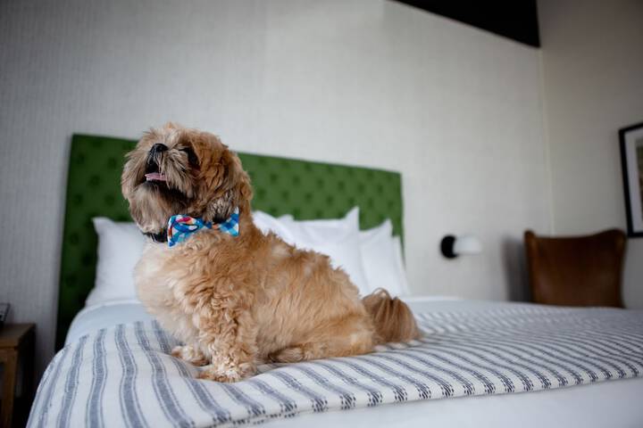 Pet-friendly