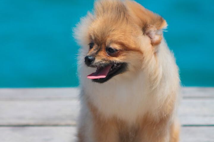 Pet Friendly 54 of 119