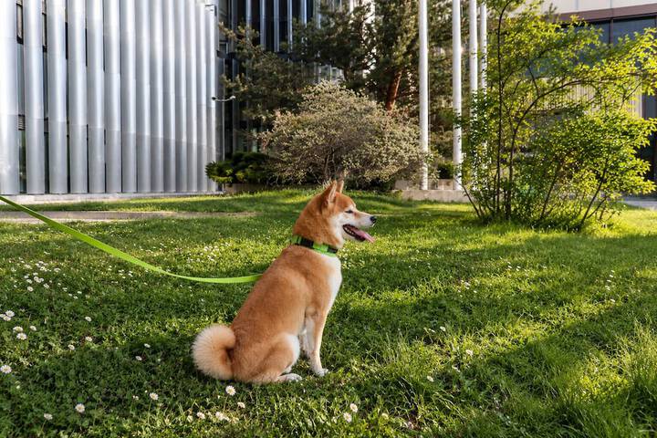 Pet Friendly 74 of 113