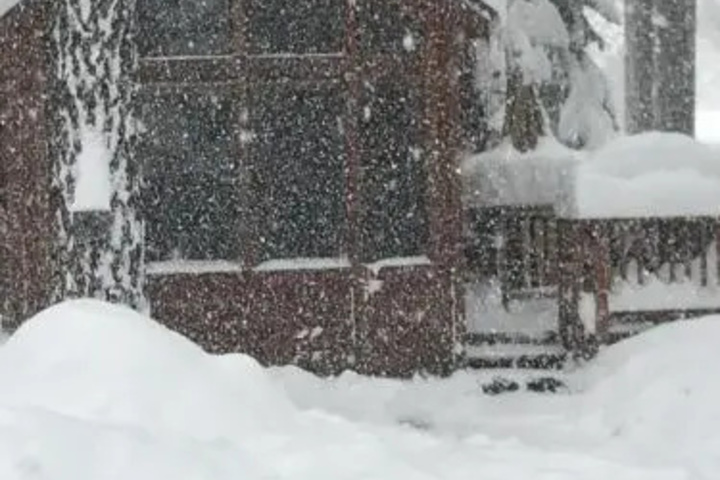 Image of Bear Crossing South Lake Tahoe