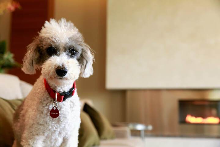 Pet-friendly