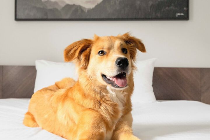Pet Friendly 60 of 68