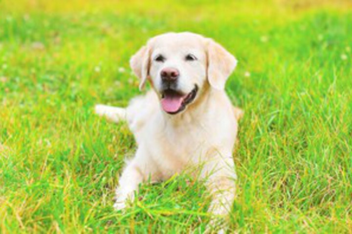 Pet Friendly 67 of 99