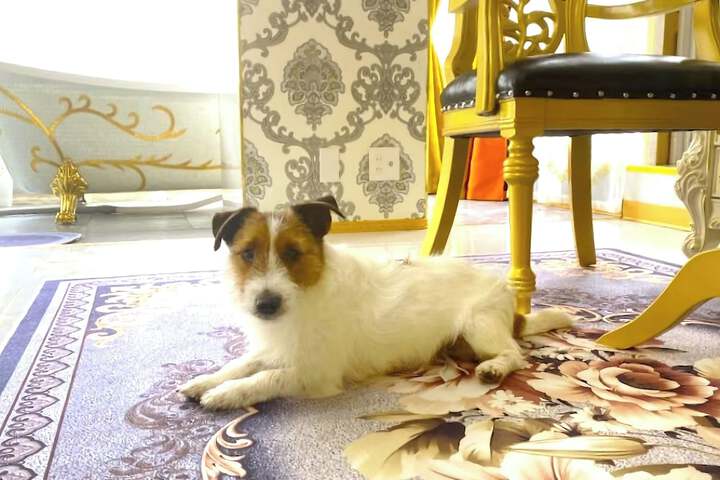Pet Friendly 121 of 185