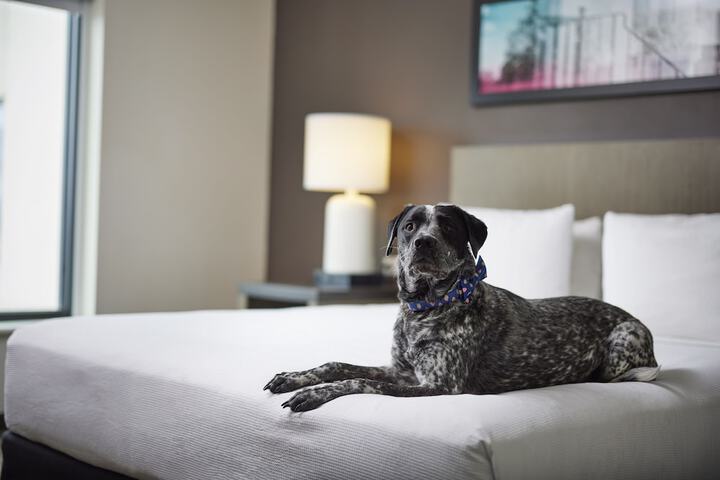 Pet-friendly