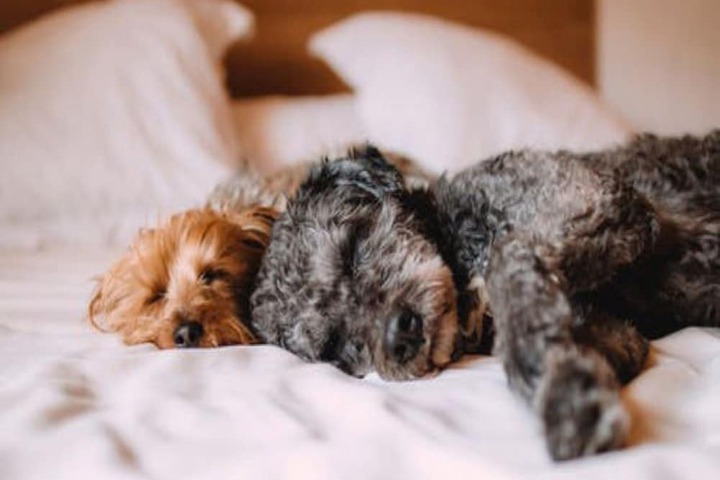 Pet-friendly