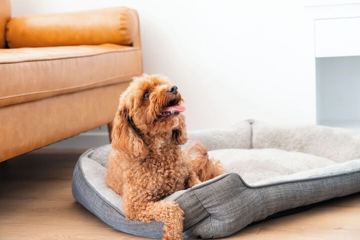 Pet Friendly 62 of 73