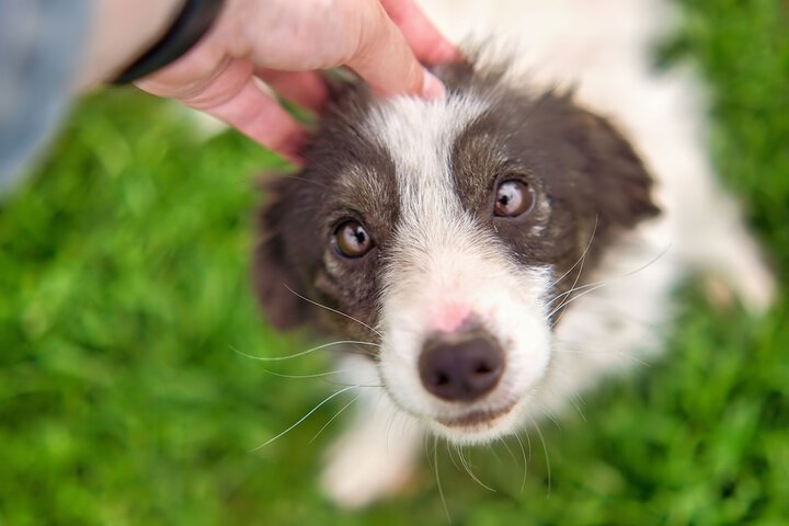 Pet Friendly 20 of 34