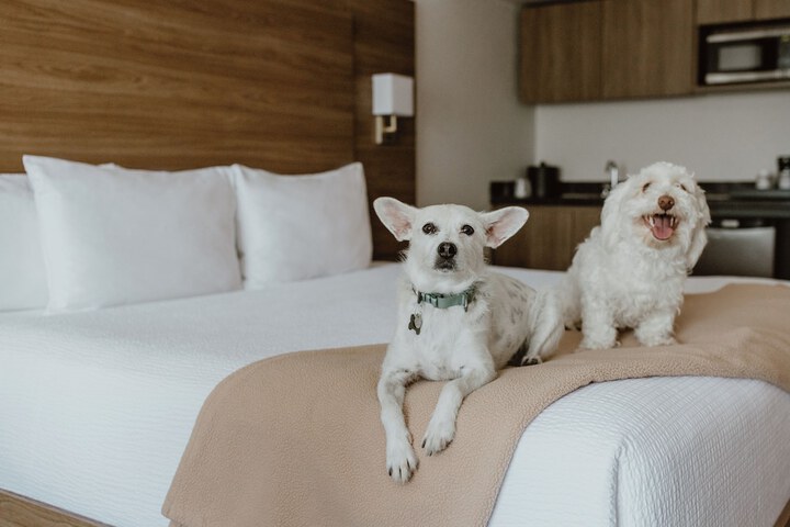 Pet-friendly