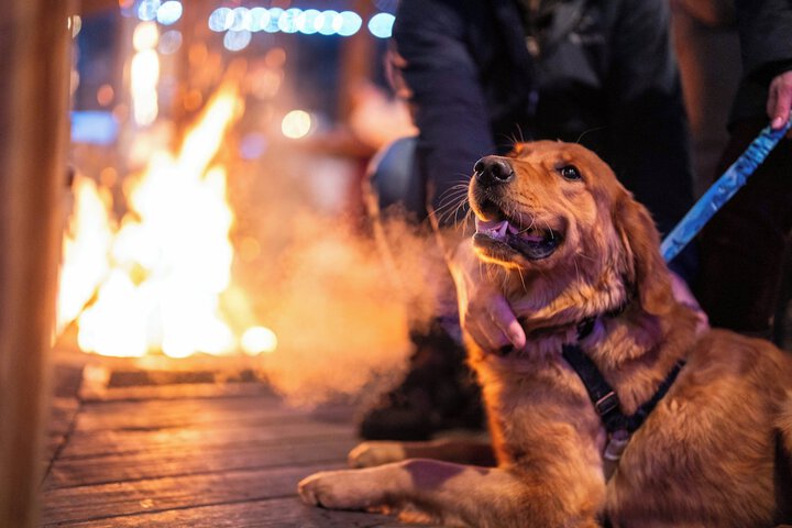 Pet-friendly amenities