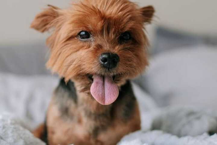 Pet Friendly 159 of 240