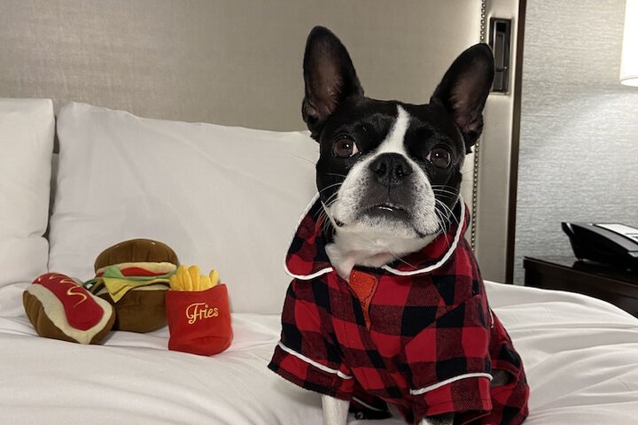 Pet-friendly