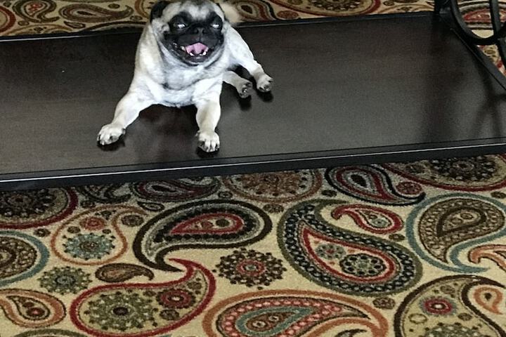 Pet Friendly 31 of 53