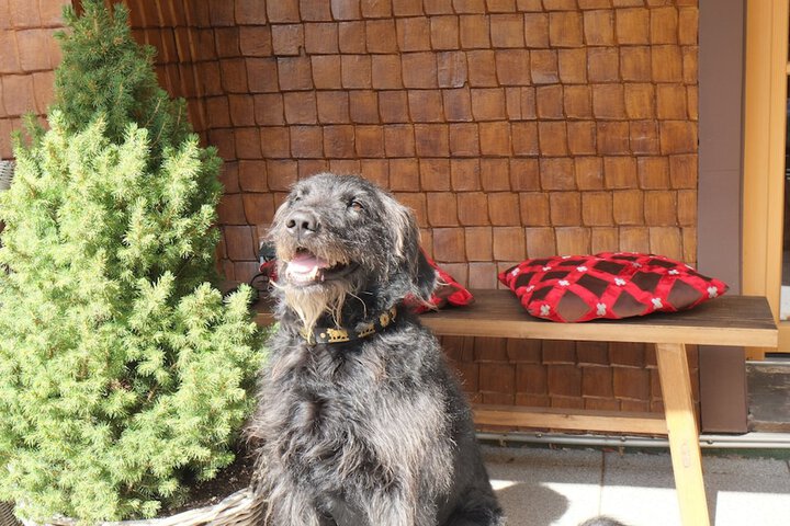 Pet Friendly 29 of 48