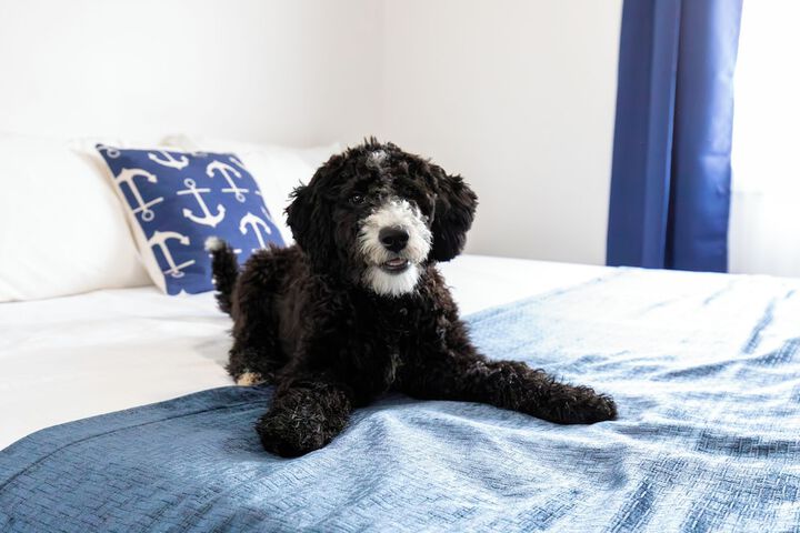 Pet Friendly 54 of 57