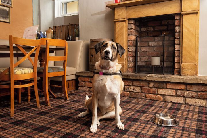 Pet-friendly