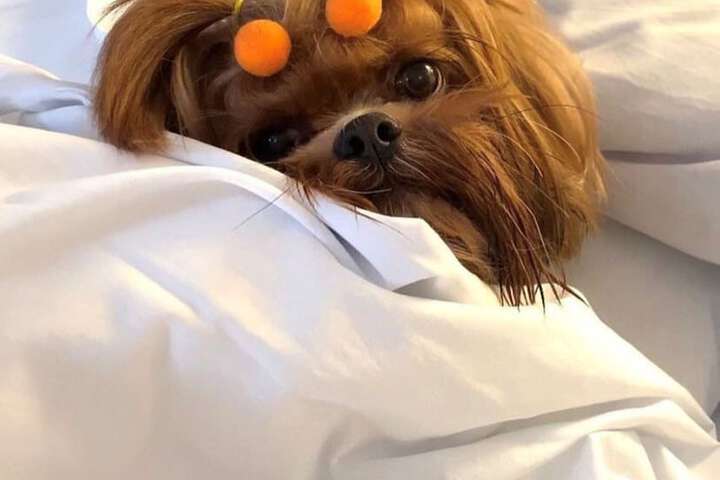 Pet Friendly 157 of 240