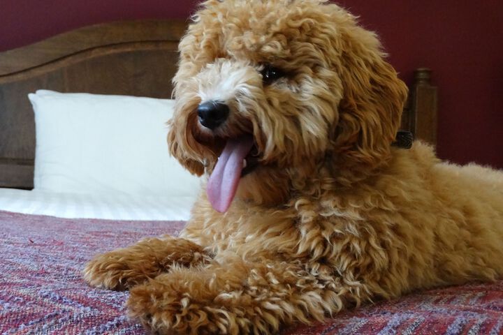 Pet Friendly 25 of 50
