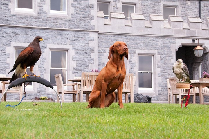 Pet-friendly