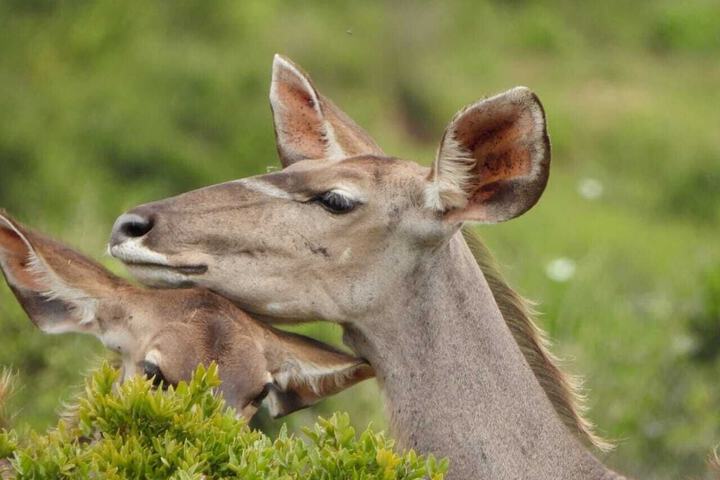 Game drive