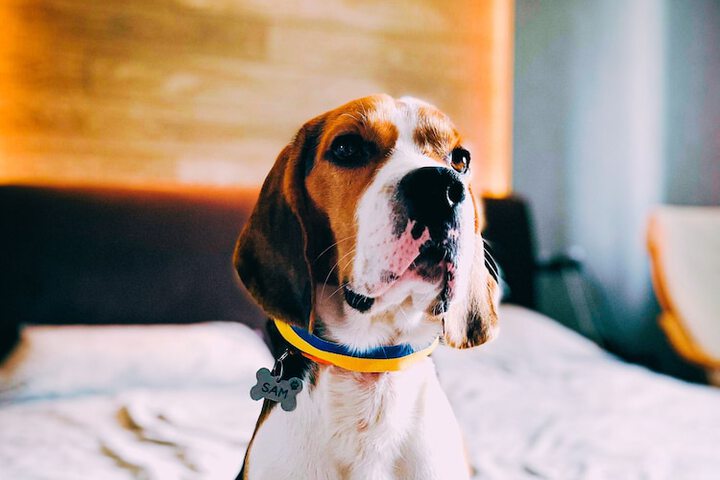 Pet Friendly 105 of 122