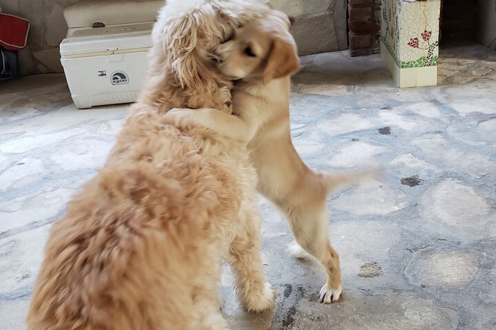 Pet Friendly 61 of 99