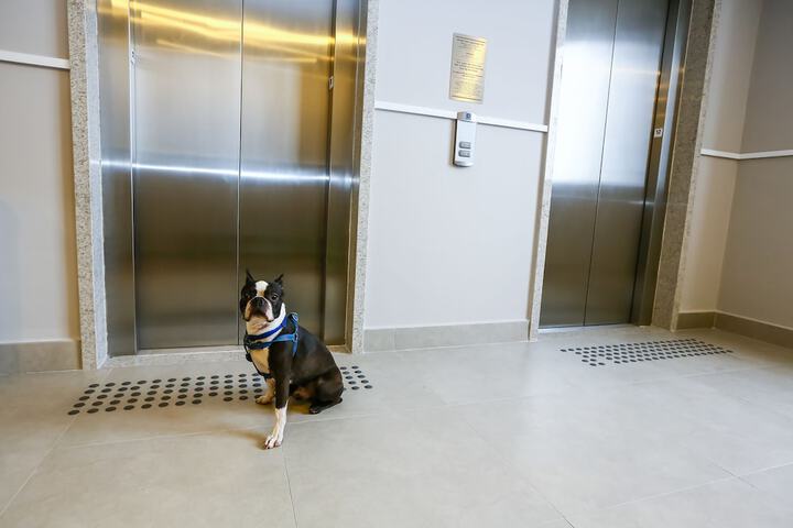 Pet Friendly 36 of 53