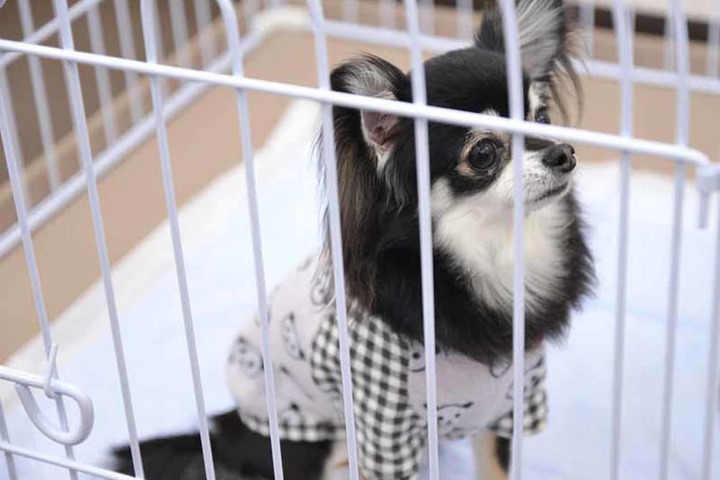 Pet-friendly