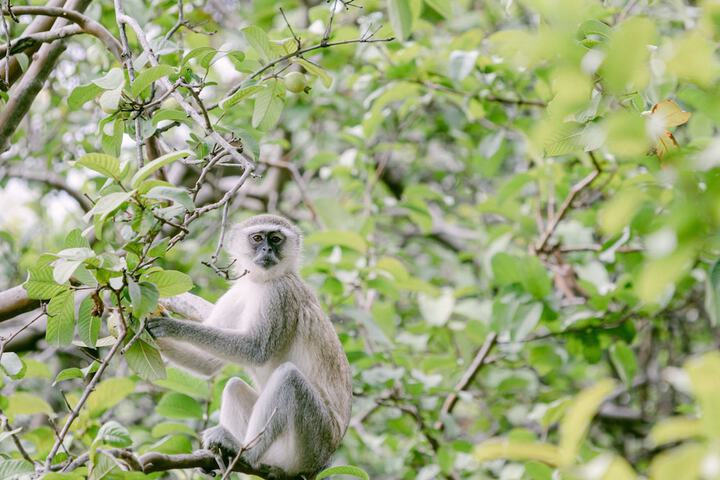 Game viewing