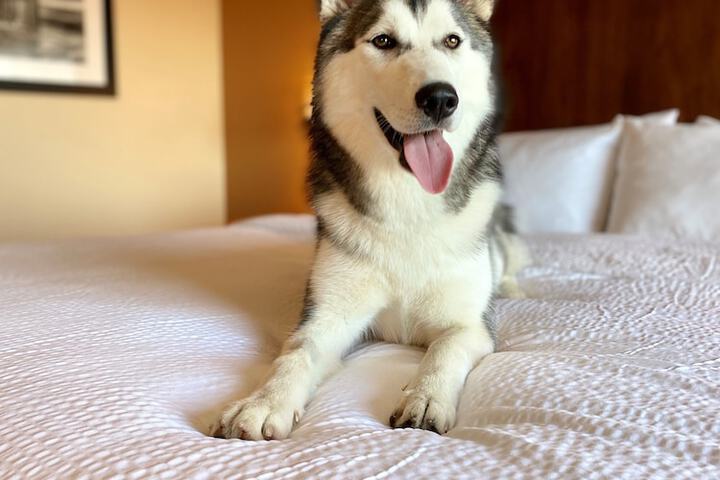 Pet Friendly 106 of 136