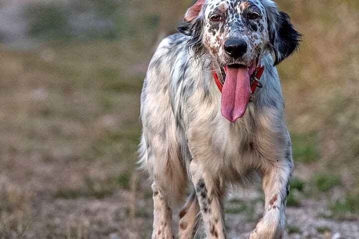 Pet Friendly 70 of 206