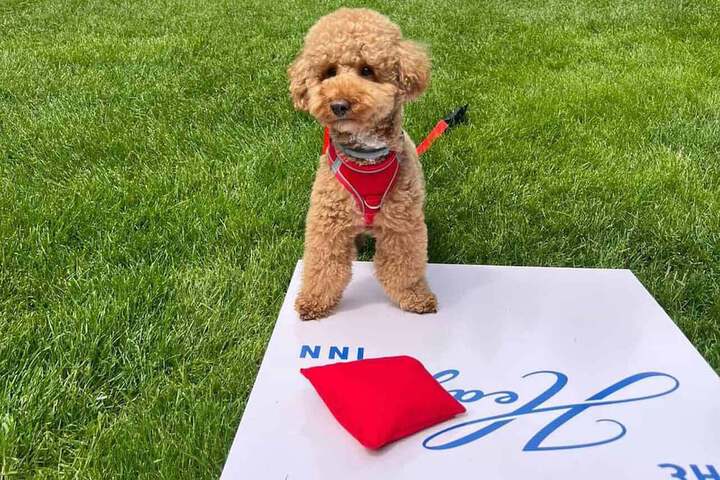 Pet Friendly 20 of 49