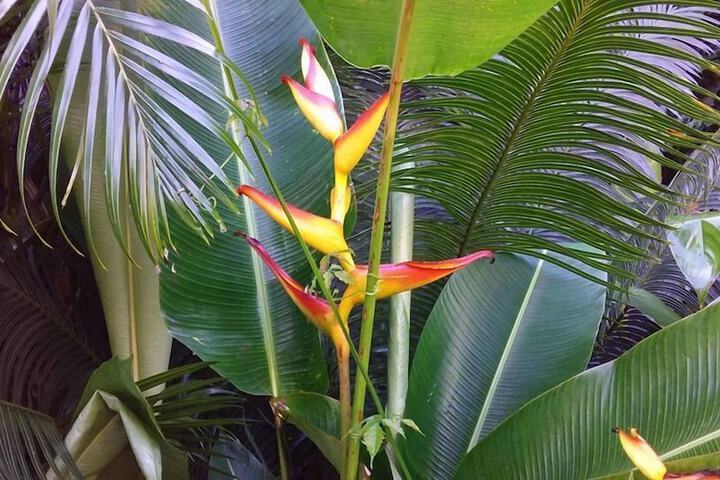 Pousada Flor Da Cocanha