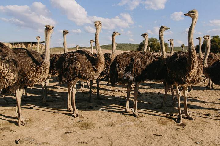 Game viewing
