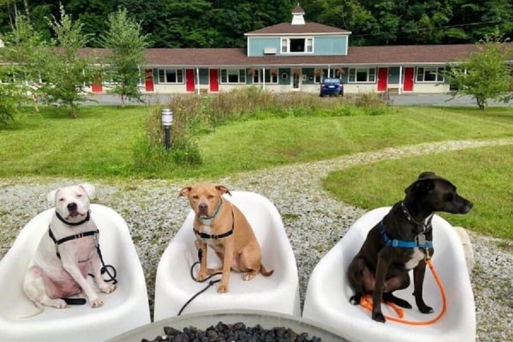 Pet-friendly