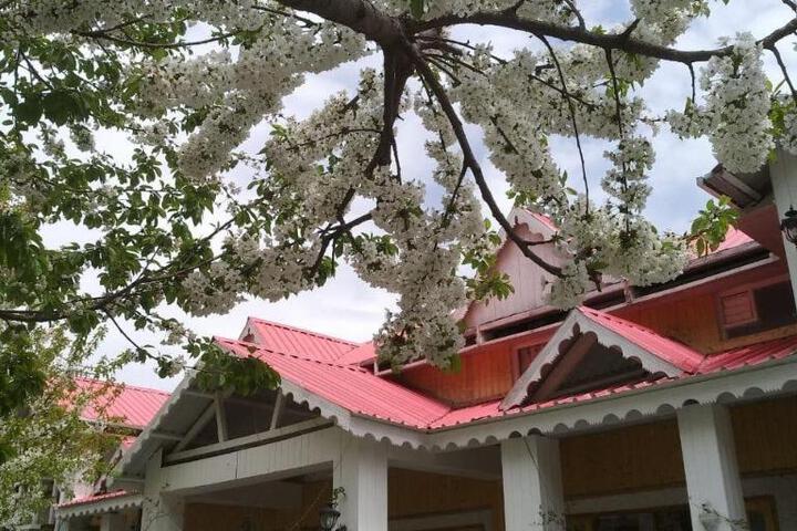 The Wilderness Narkanda Shimla