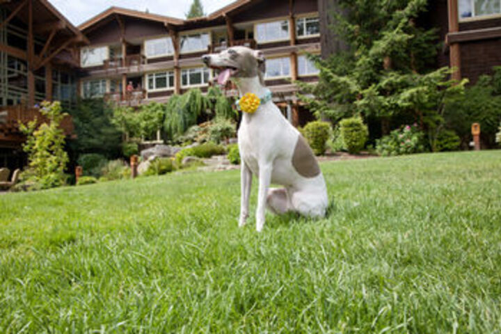 Pet Friendly 85 of 132