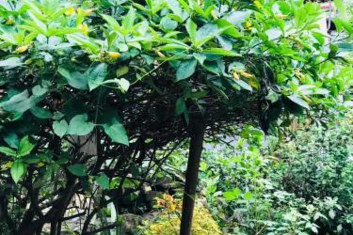 Mali Homestay