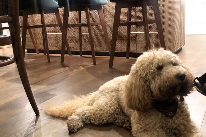 Pet Friendly 53 of 152