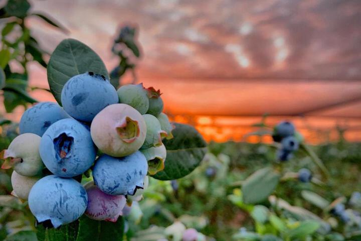 General 39 of 54
