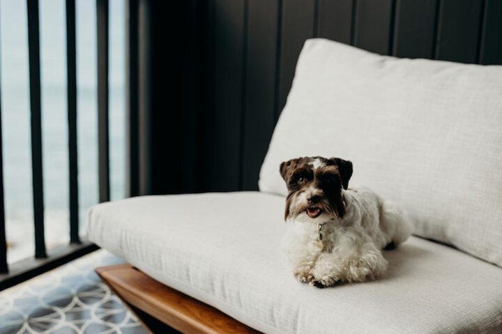 Pet Friendly 22 of 35