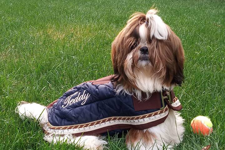 Pet Friendly 20 of 51